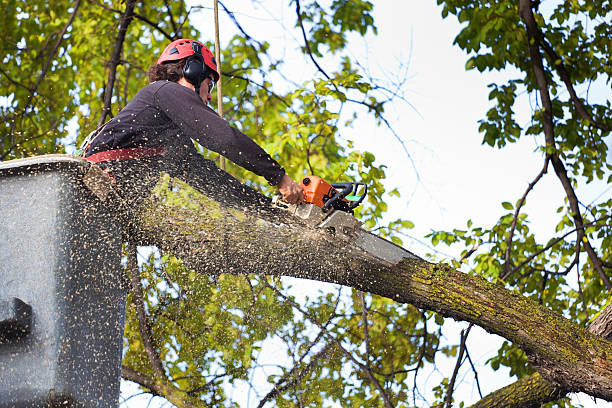 How Our Tree Care Process Works  in  Sunland Park, NM